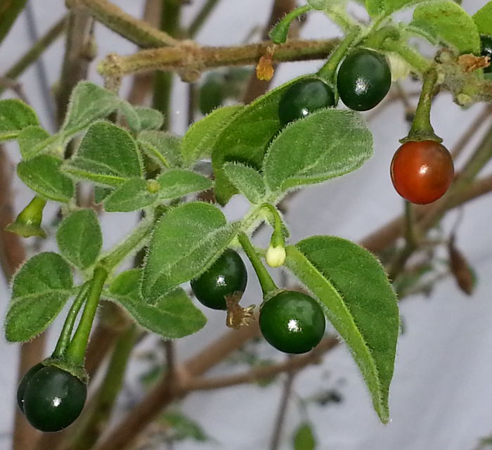 فلفل گالاپاگوس